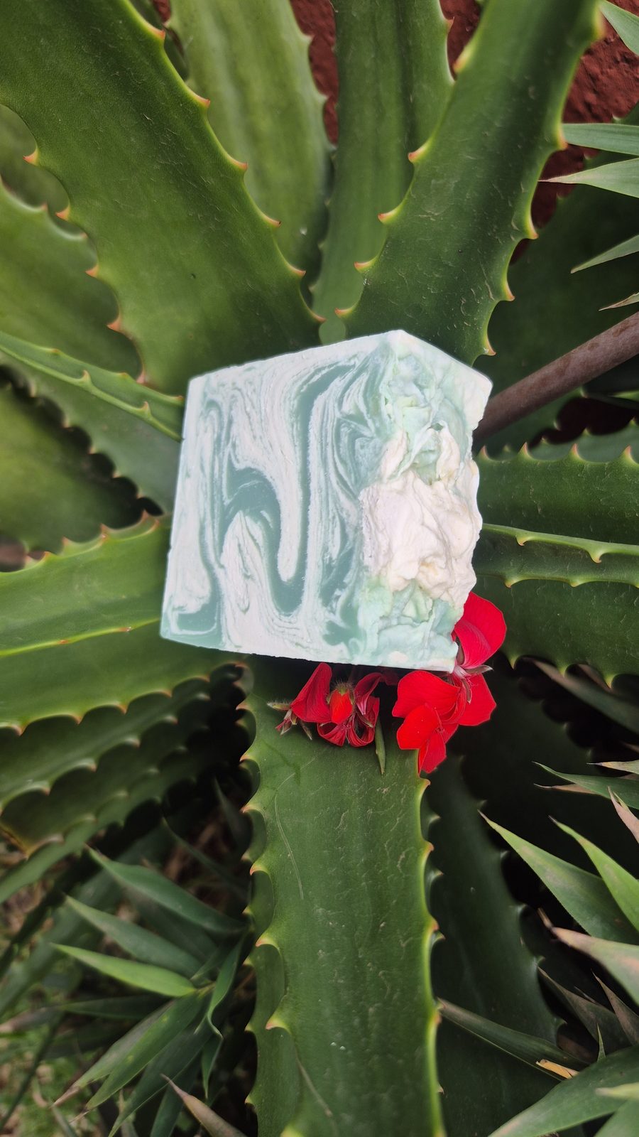 Aloe Vera 1